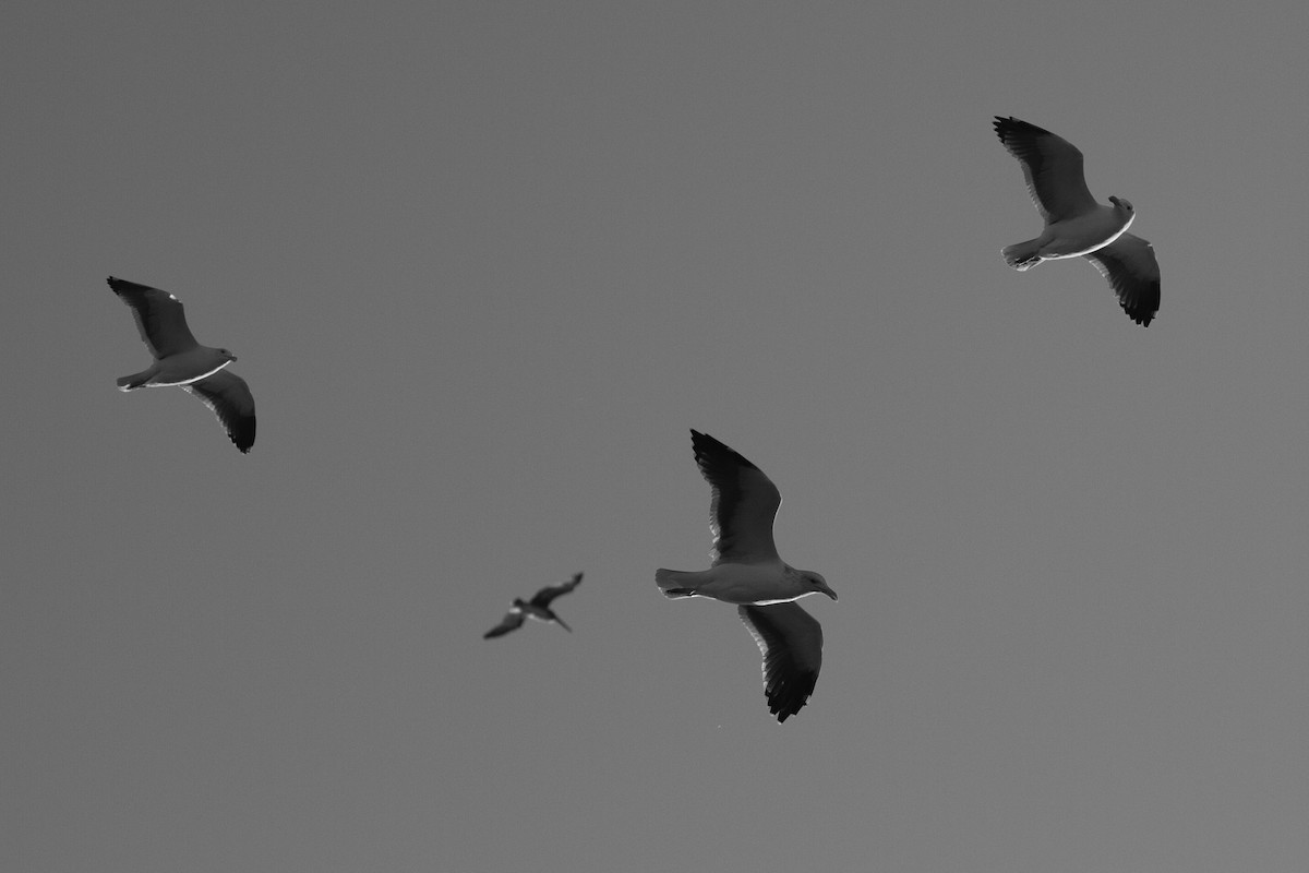 Western Gull - ML387090821