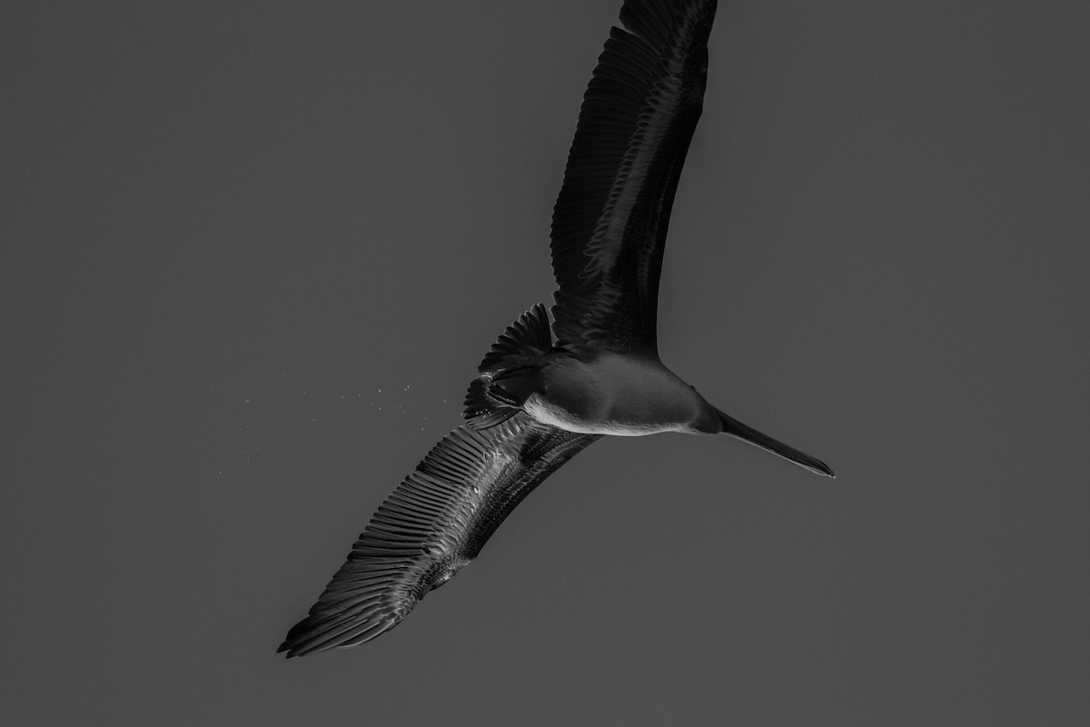 Brown Pelican - ML387090951