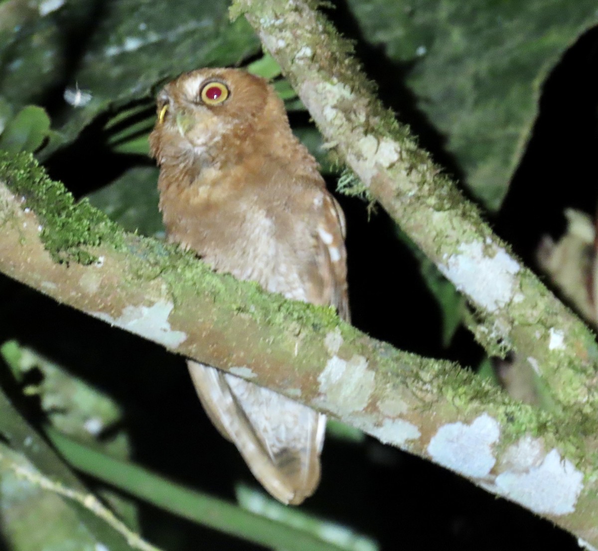 Foothill Screech-Owl (Foothill) - Howard Laidlaw