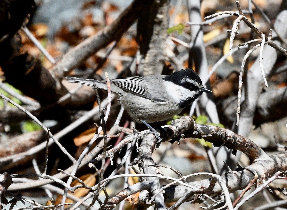Mountain Chickadee - ML387091921