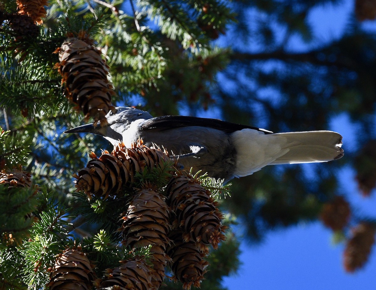 Clark's Nutcracker - ML387091931