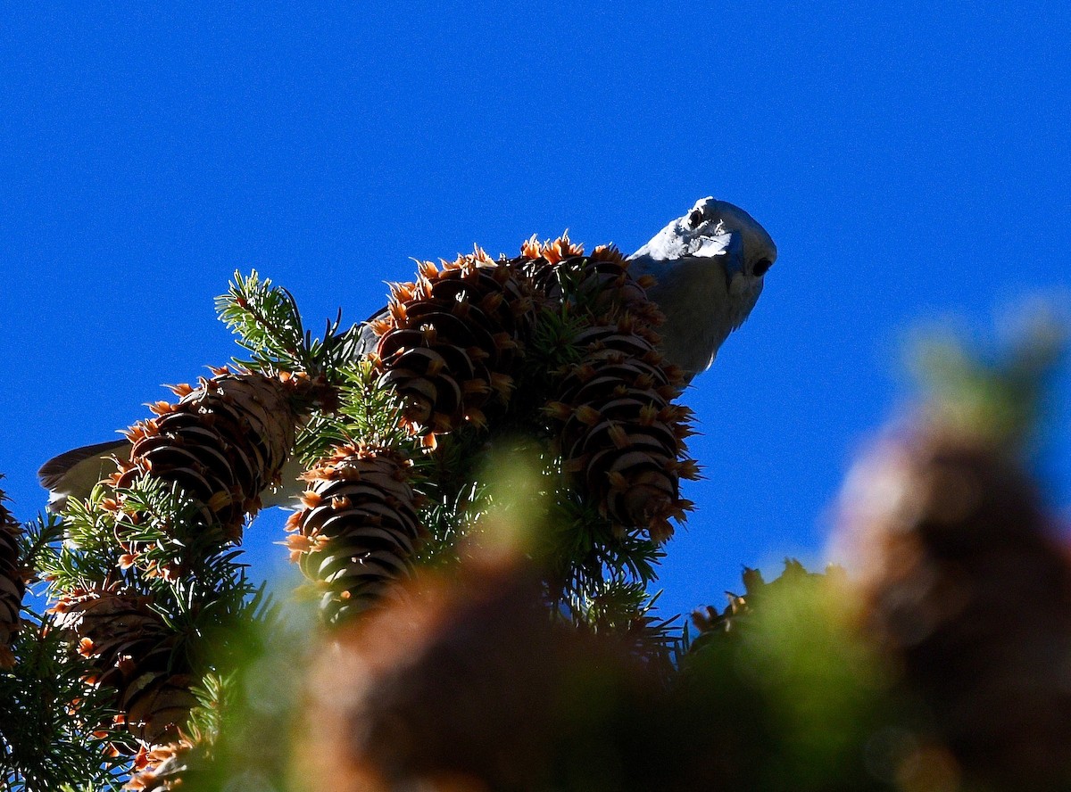 Clark's Nutcracker - ML387091941
