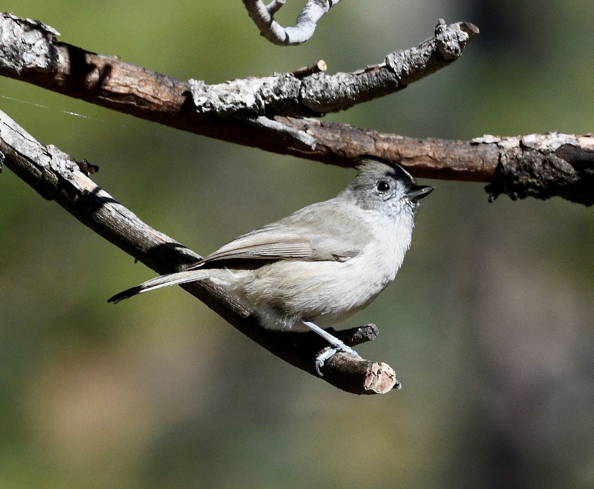 Oak Titmouse - ML387092001