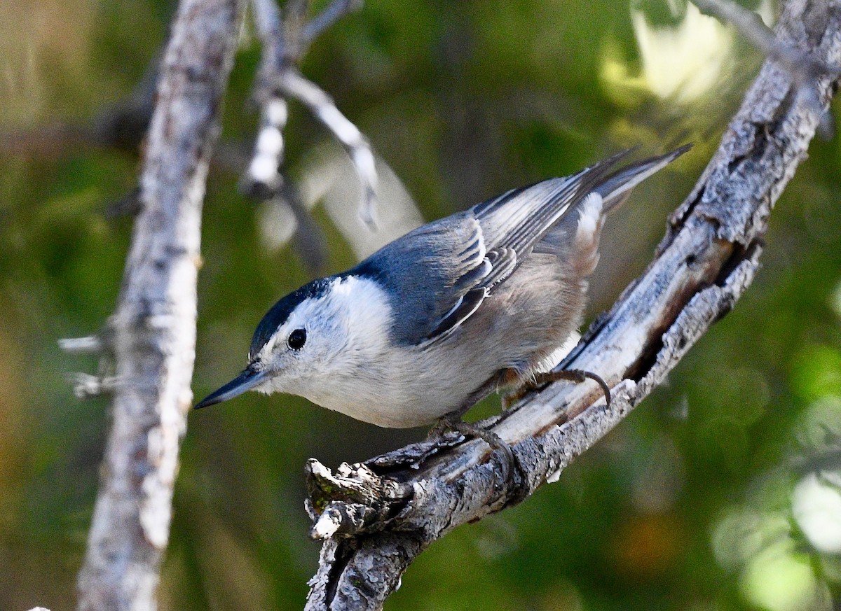 White-breasted Nuthatch - ML387092031