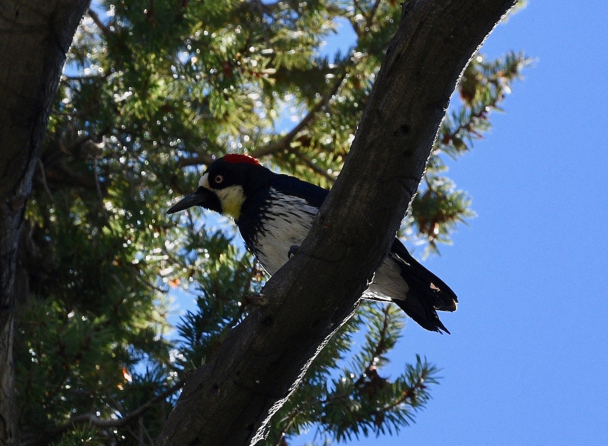 Acorn Woodpecker - ML387092041