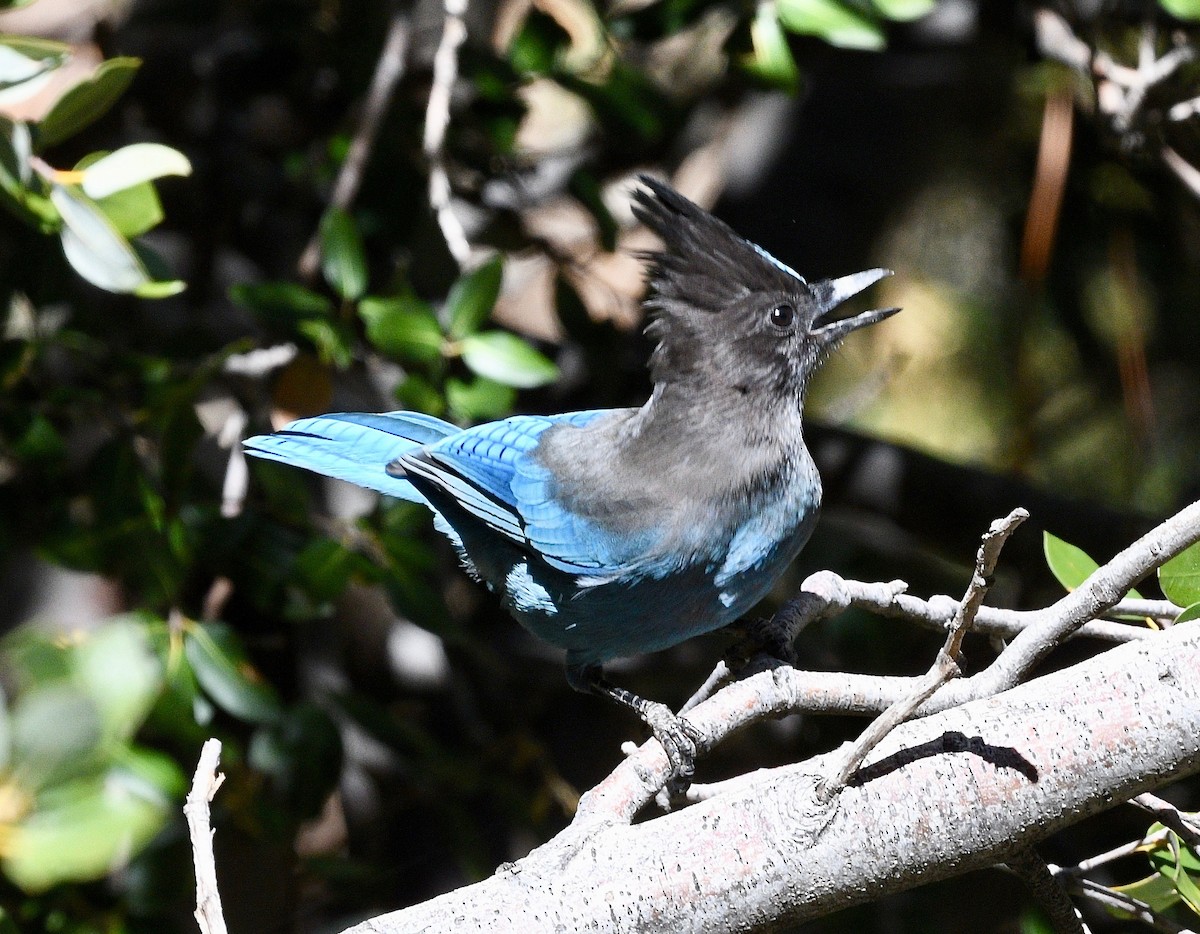 Steller's Jay - ML387092061