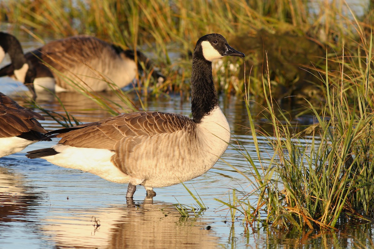 Canada Goose - ML387092441