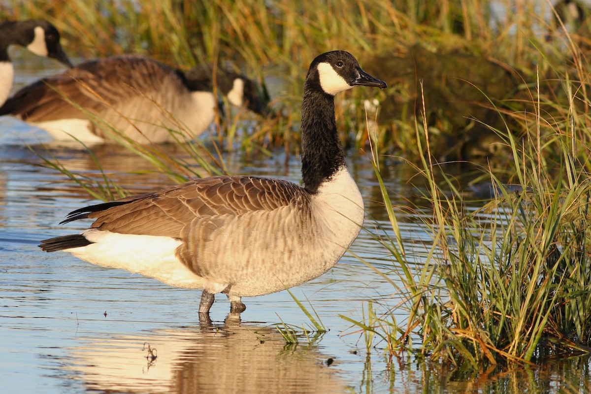 Canada Goose - ML387092781