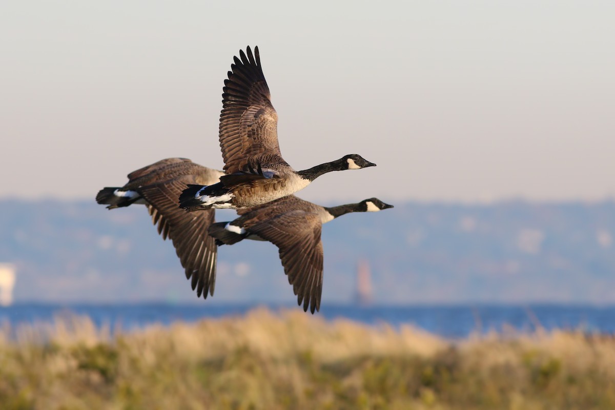 Canada Goose - Jeff Ellerbusch