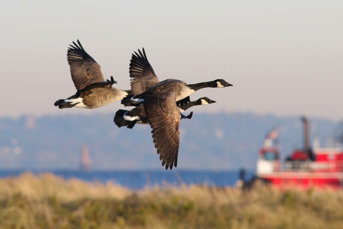 Canada Goose - ML387092831