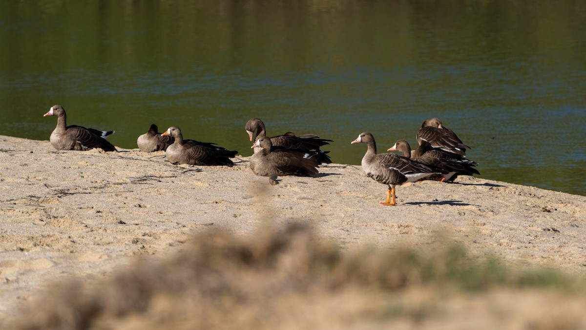 Greater White-fronted Goose - Poncho Lizárraga