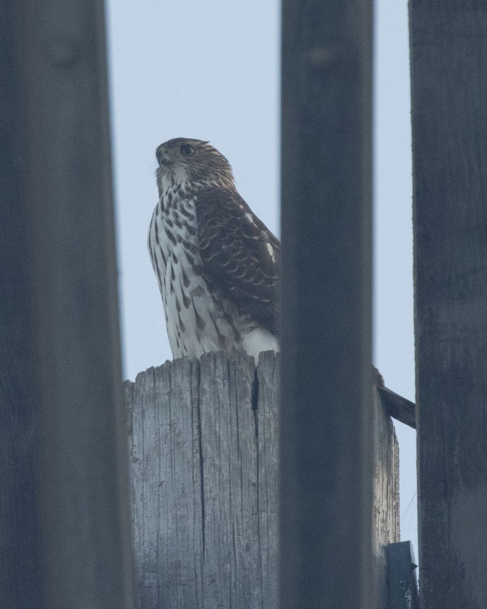 Cooper's Hawk - ML387093371