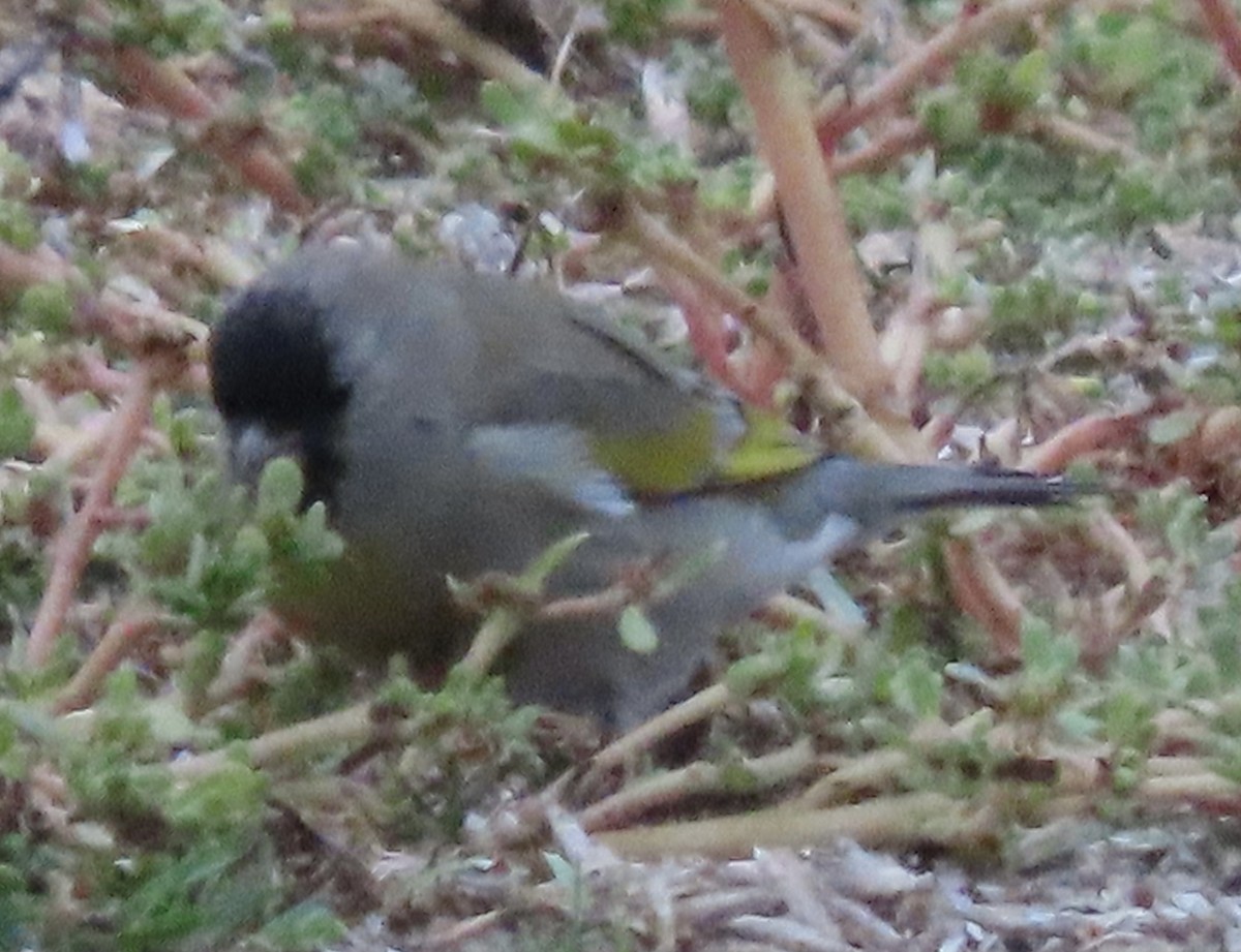 Lawrence's Goldfinch - ML387095081