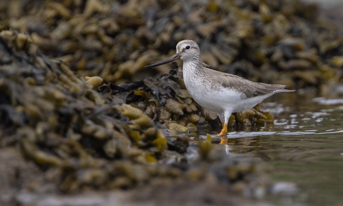 Terek Sandpiper - Zak Pohlen