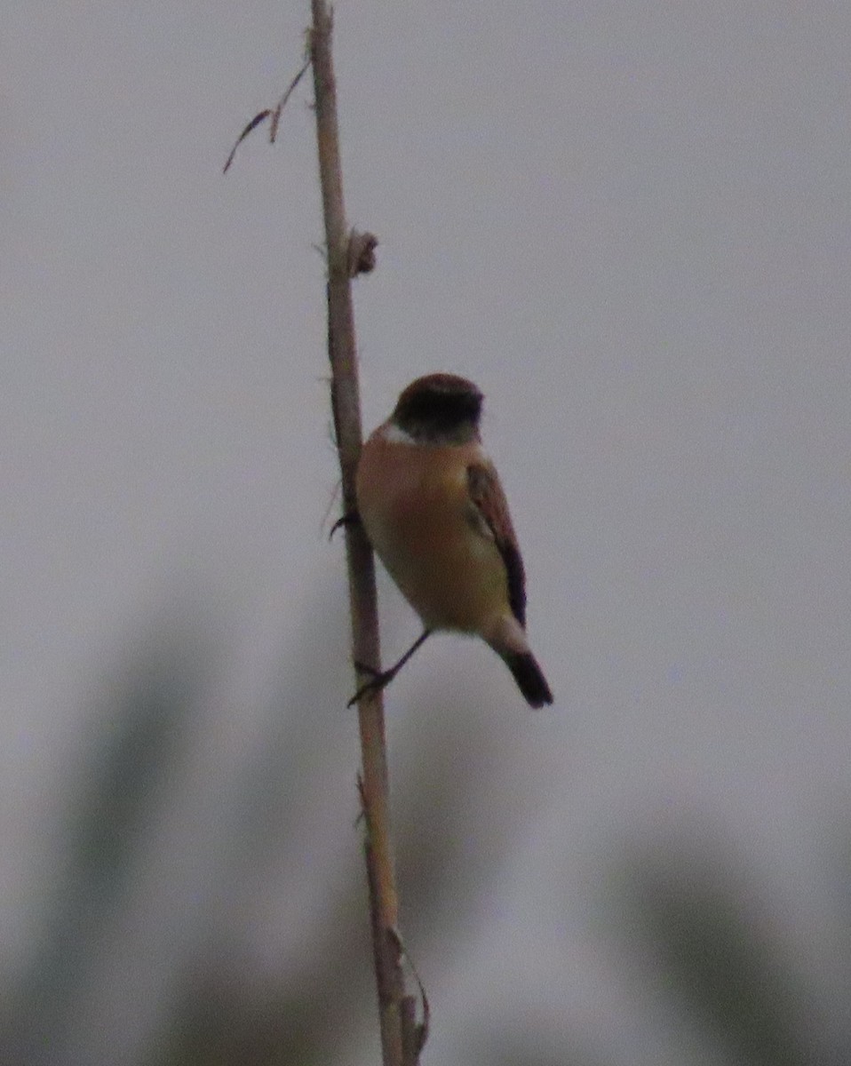 European/Siberian Stonechat - ML387097471