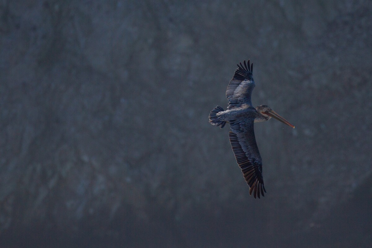 Brown Pelican - ML387097621