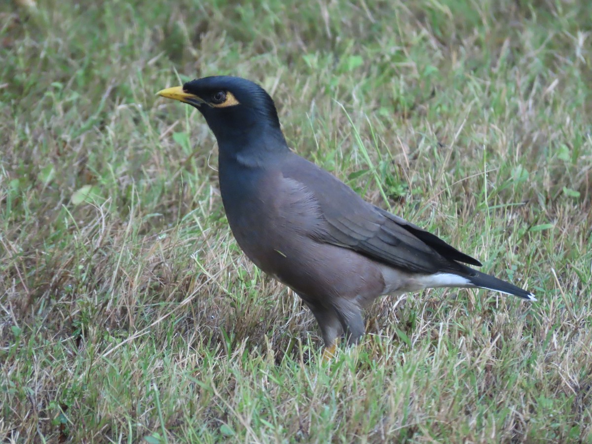 Common Myna - ML387098031