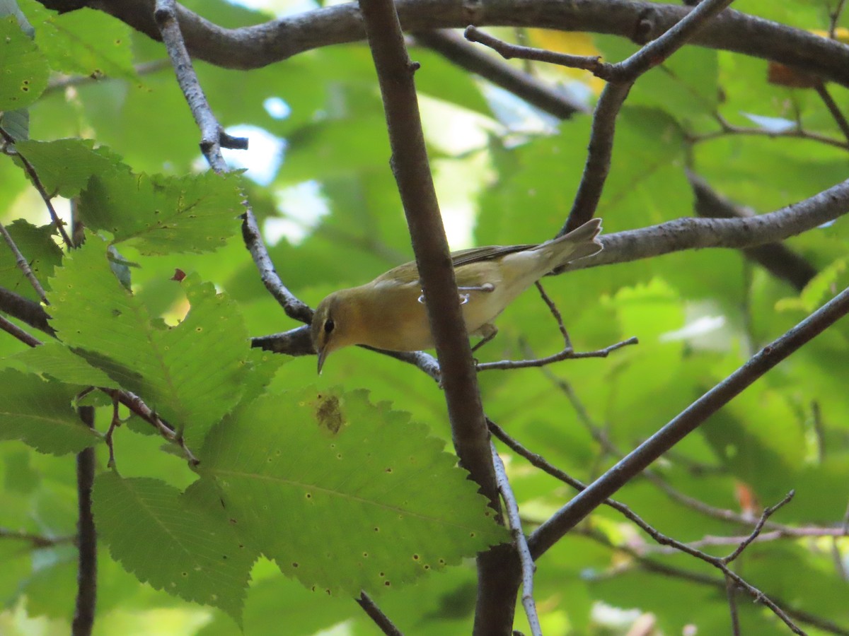 Tennessee Warbler - ML387098671