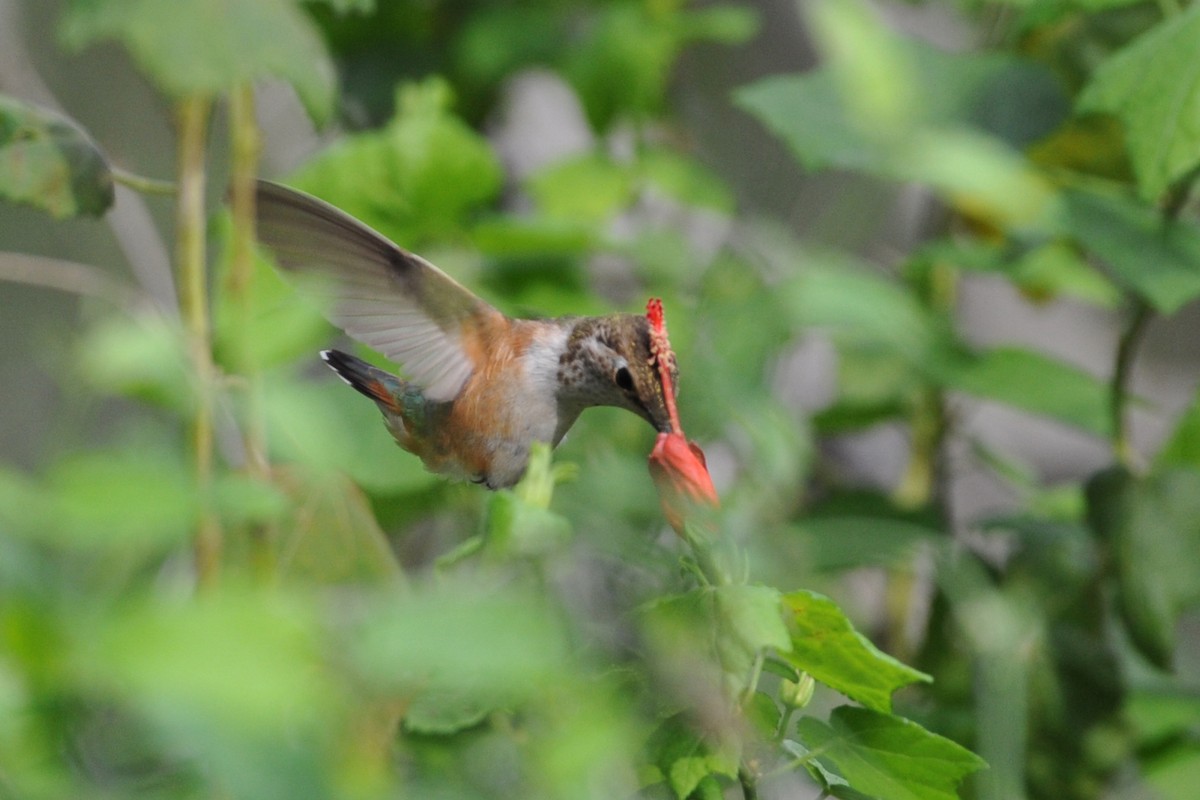 Rufous Hummingbird - ML38709941
