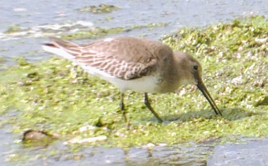 Dunlin - ML387101981