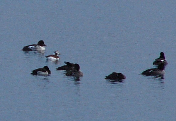 Tufted Duck - ML387102011