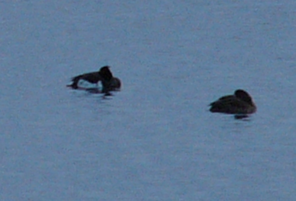 Tufted Duck - ML387102021