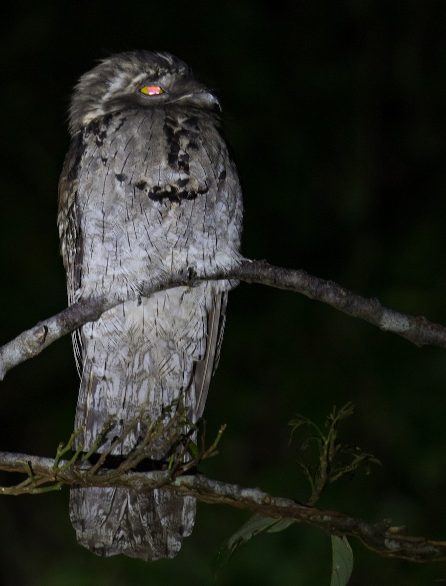 Northern Potoo - ML387103371