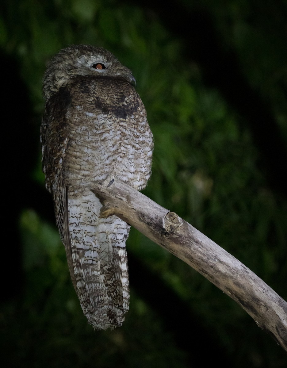 Great Potoo - ML387103381