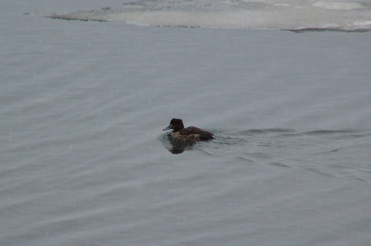 Tufted Duck - ML387103631