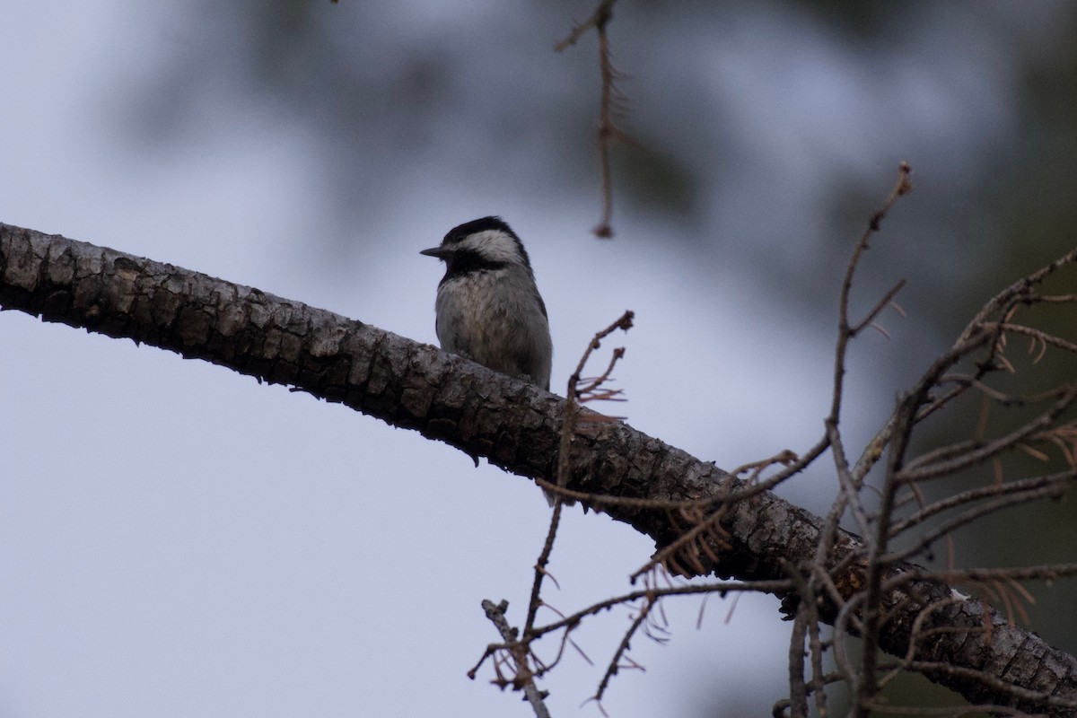 Mexican Chickadee - ML387103881