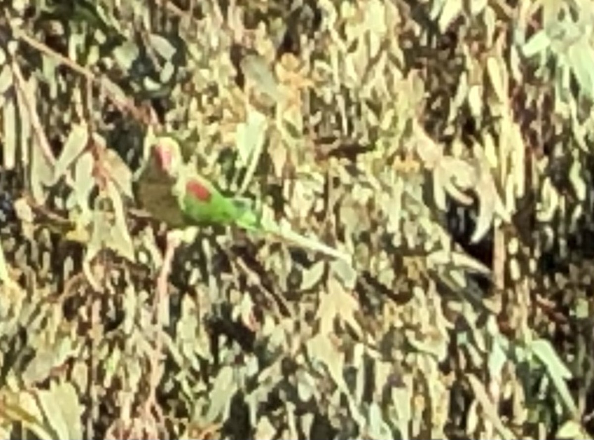 Alexandrine Parakeet - ML387104131