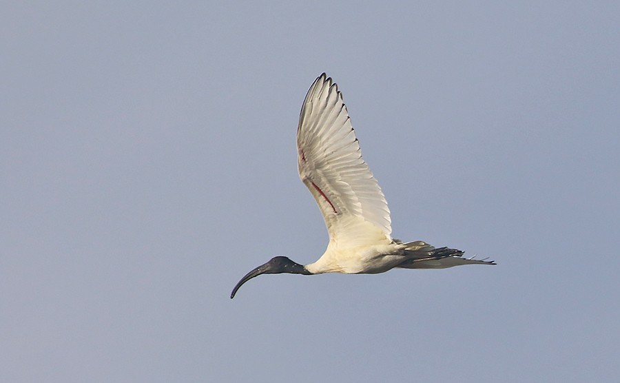 ibis černohlavý - ML387105131