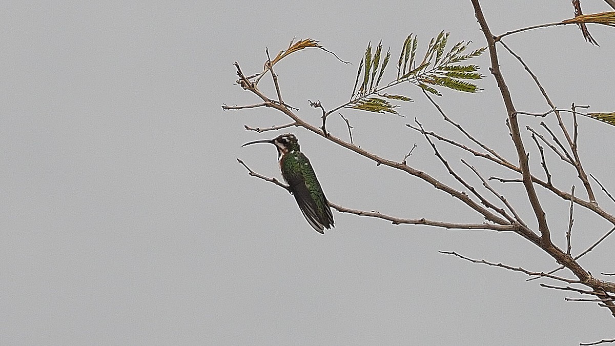 Black-throated Mango (Ecuadorian) - ML387105731