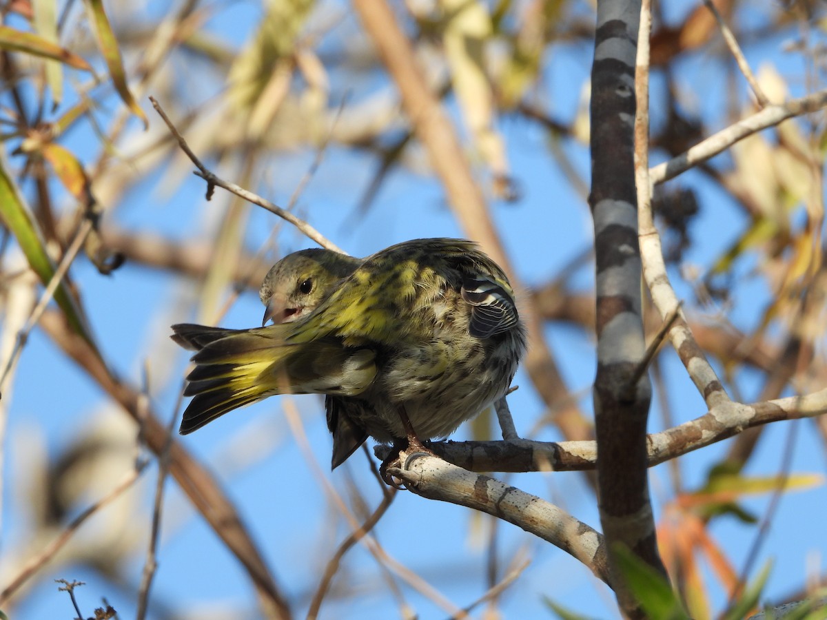 Eurasian Siskin - ML387106351