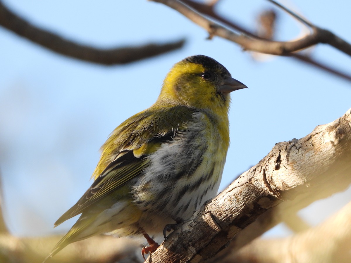 Eurasian Siskin - ML387106361