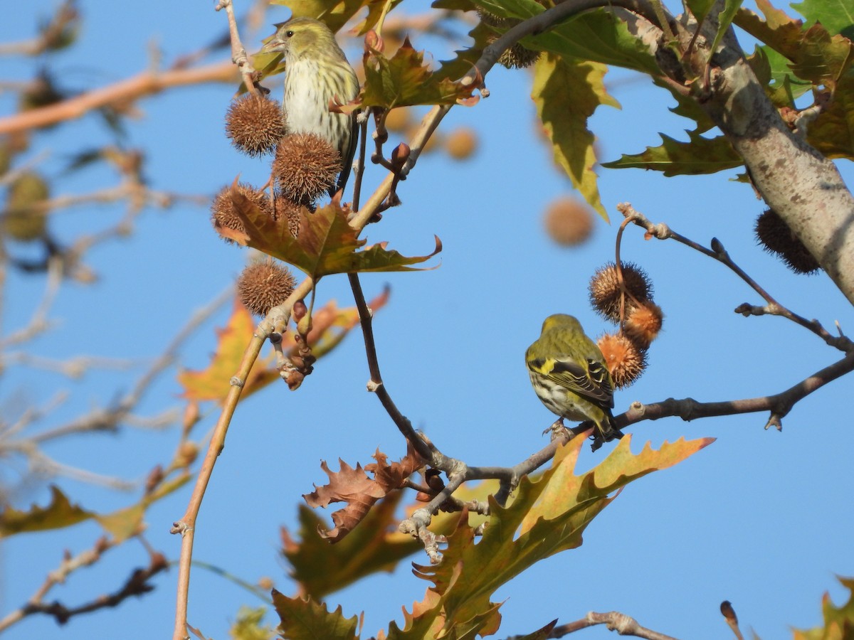 Eurasian Siskin - ML387106441