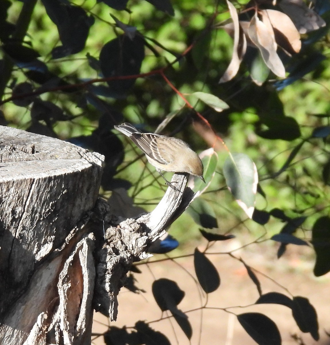 Yellow-rumped Warbler - ML387106561