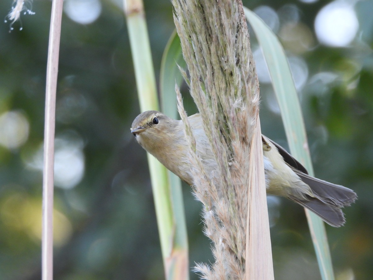 Mosquitero Común - ML387106851