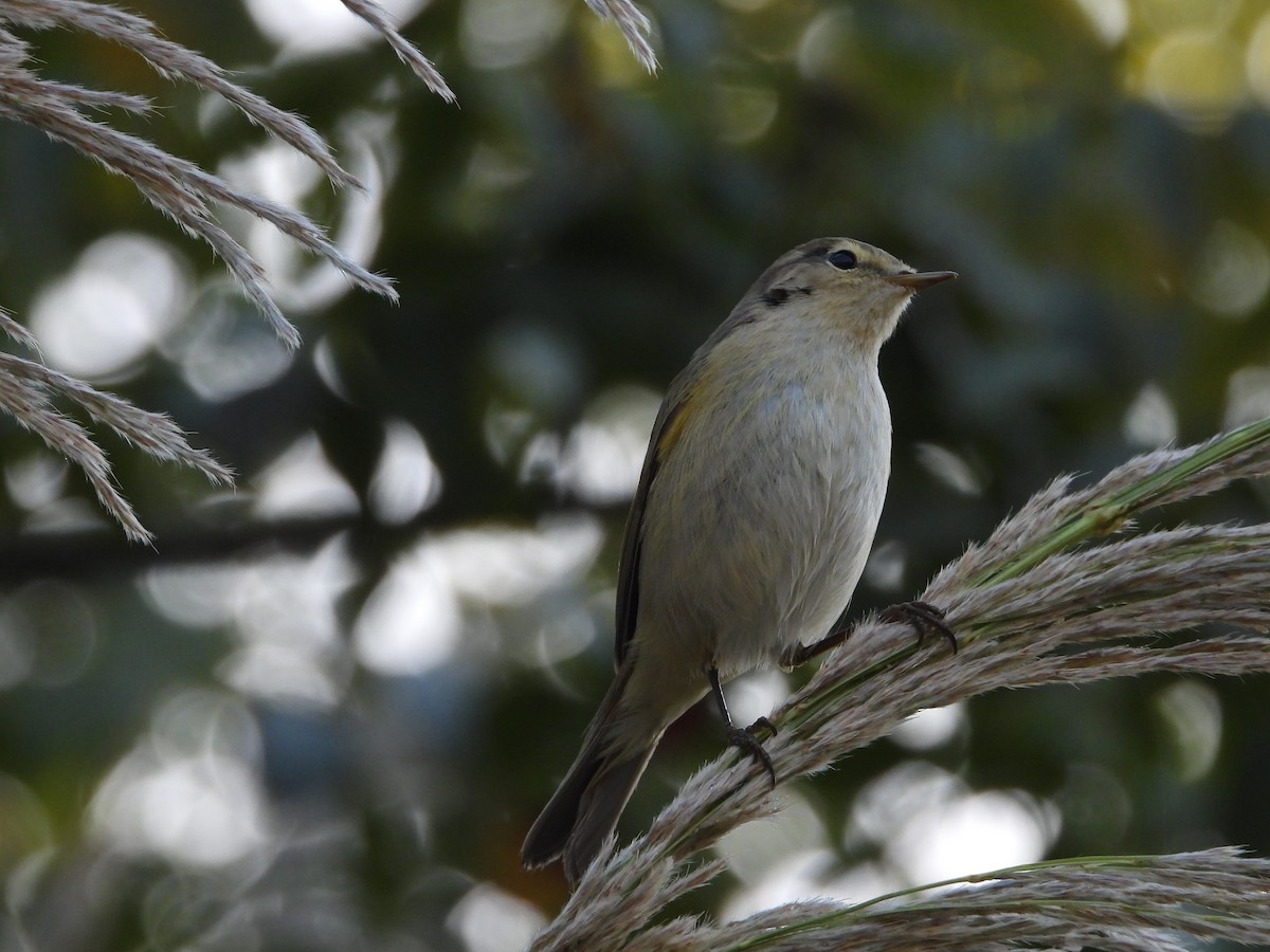 Mosquitero Común - ML387106891