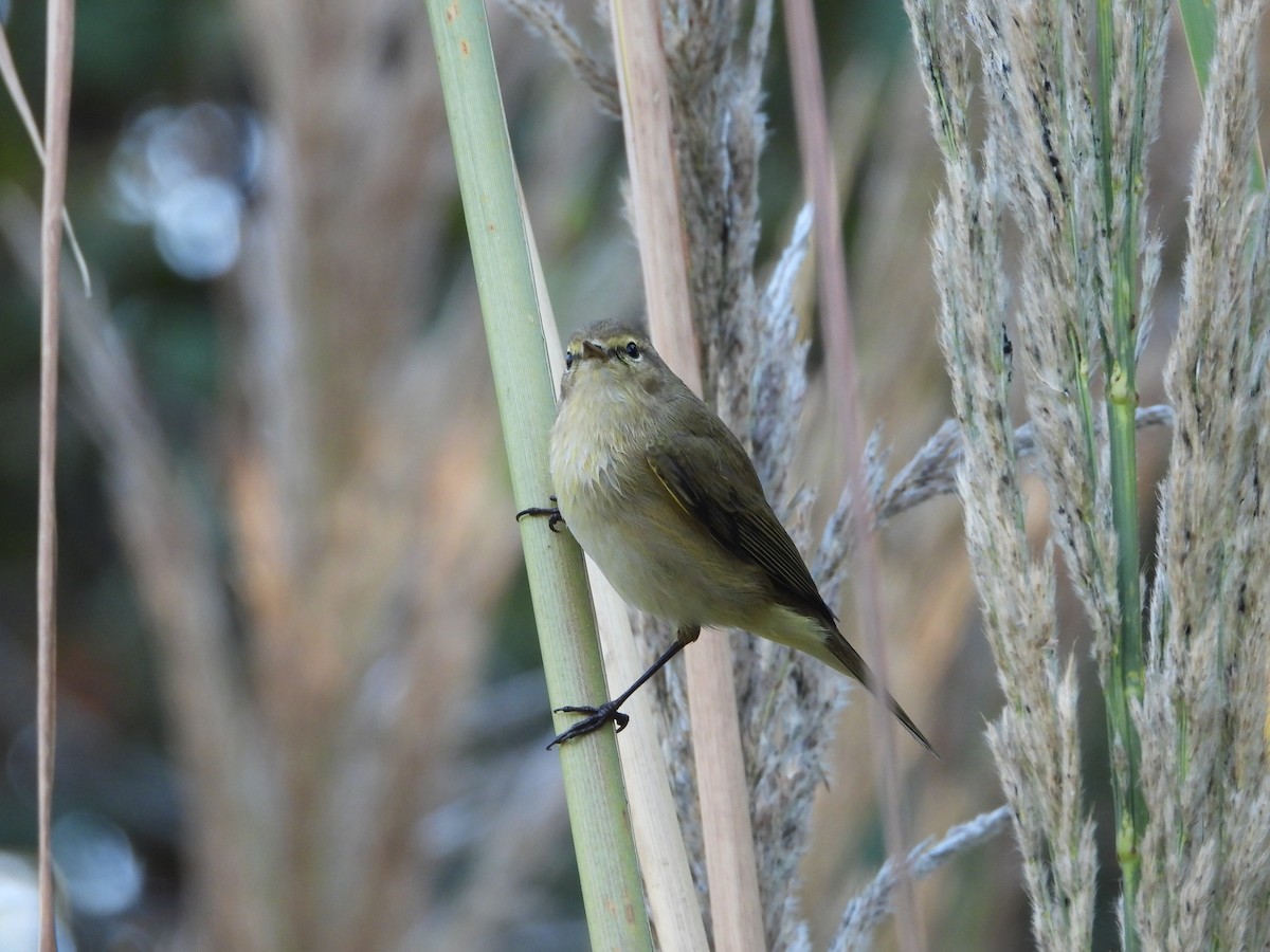 Common Chiffchaff - ML387106911