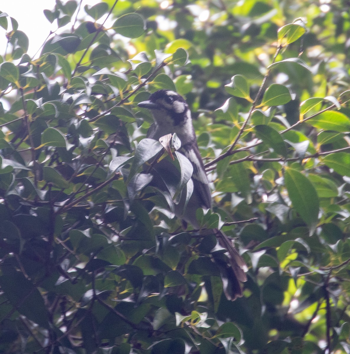 White-eared Monarch - ML387107831