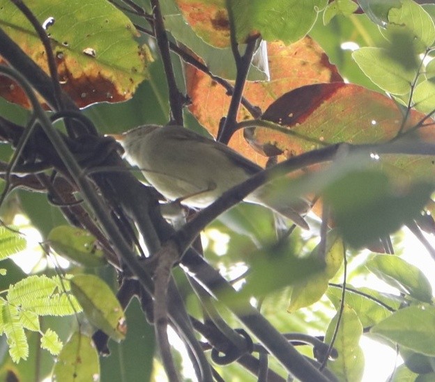 Mosquitero del Cáucaso - ML387109821