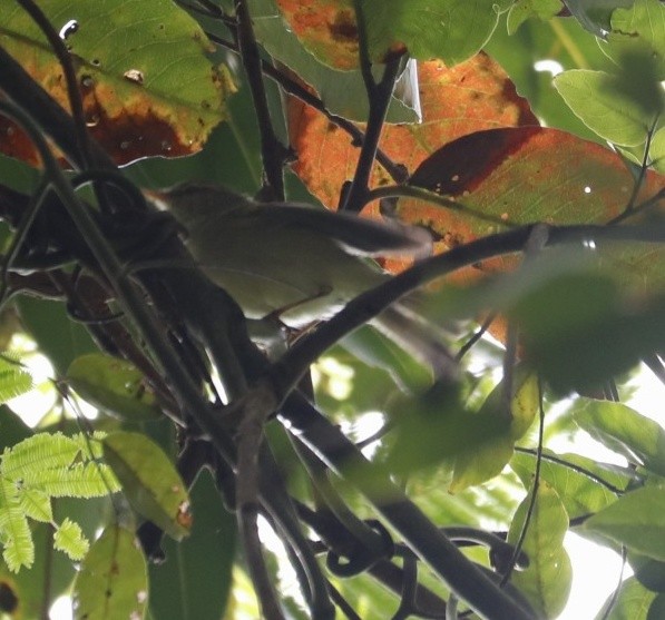 Green Warbler - ML387109831