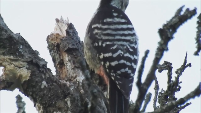 Brown-fronted Woodpecker - ML387109841