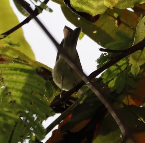 Green Warbler - ML387110221