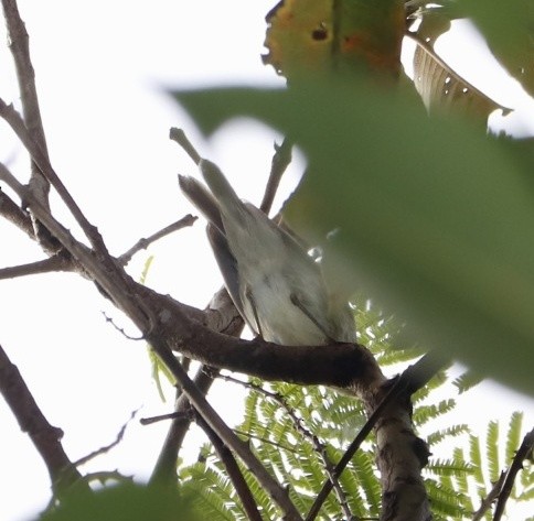 Mosquitero del Cáucaso - ML387110231