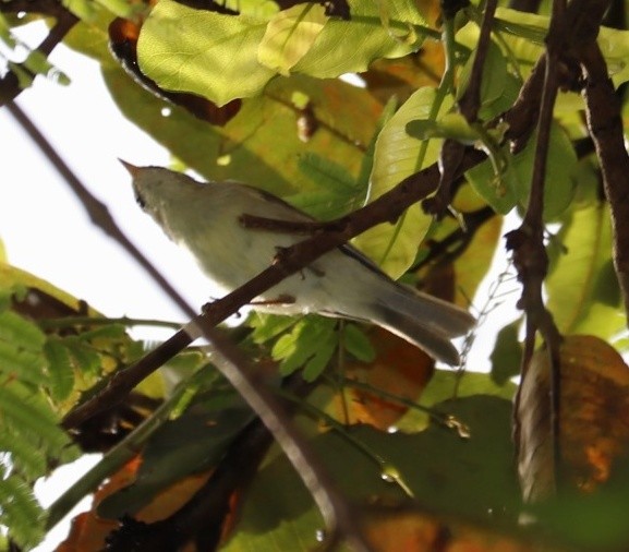 Mosquitero del Cáucaso - ML387110241