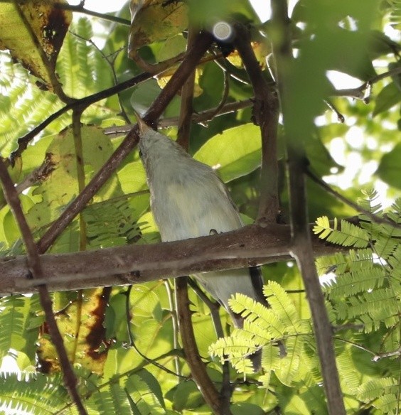 Mosquitero del Cáucaso - ML387110251