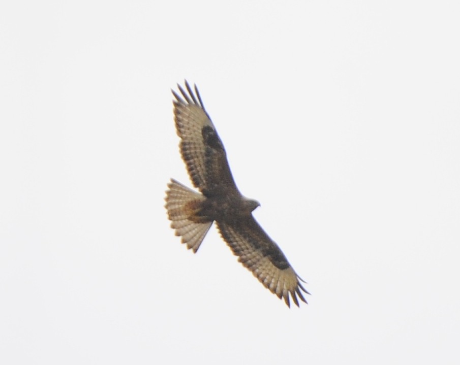 Common Buzzard - ML387112591