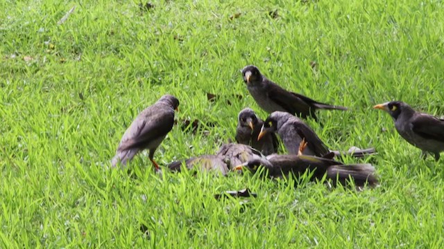Noisy Miner - ML387113031